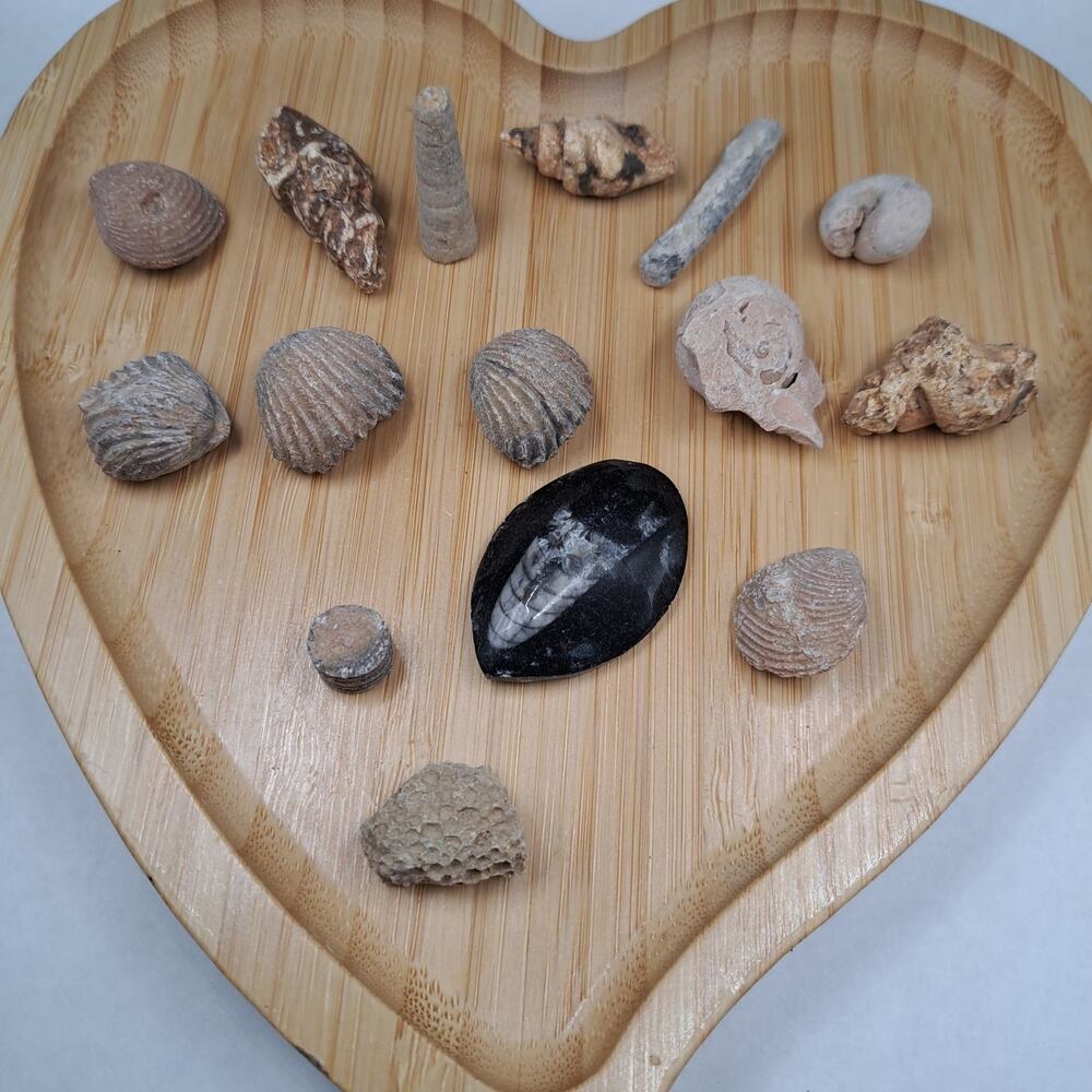 Orthoceras Ancient Aquatic Fossil Bundle, 86G